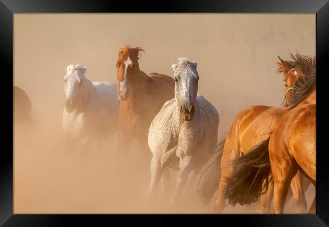 Nice herd gallops in the dust Framed Print by Arpad Radoczy