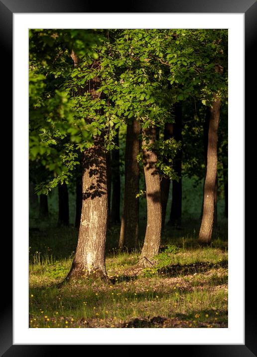 Nice oak forest detail with sunset light Framed Mounted Print by Arpad Radoczy