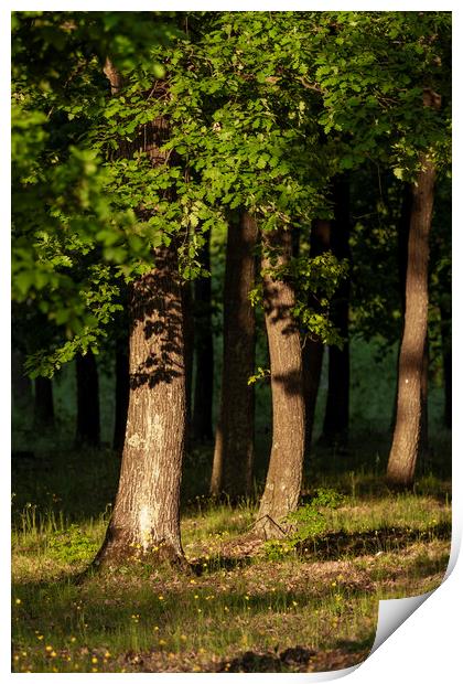 Nice oak forest detail with sunset light Print by Arpad Radoczy