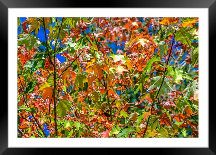 Green Orange and Red Maple Leaves in Fall Framed Mounted Print by Darryl Brooks