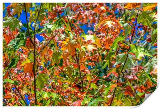Green Orange and Red Maple Leaves in Fall Print by Darryl Brooks