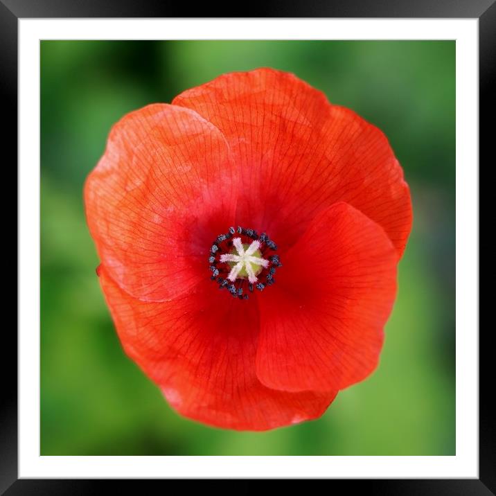 Autumn Poppy Framed Mounted Print by Susan Snow