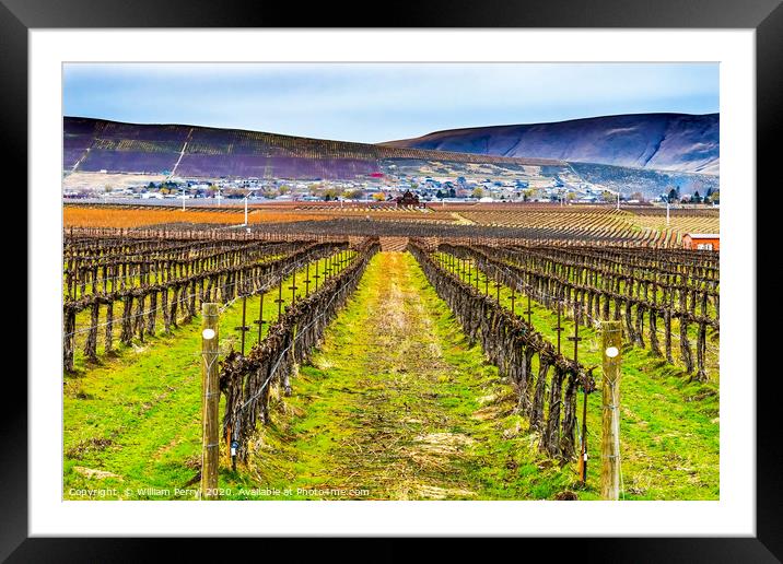 Winter Vineyards Red Mountain Benton City Washingt Framed Mounted Print by William Perry