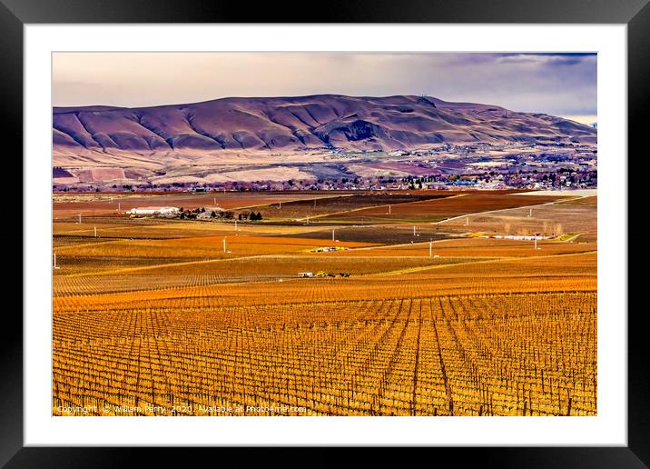 Winter Vineyards Red Mountain Benton City Washi Framed Mounted Print by William Perry
