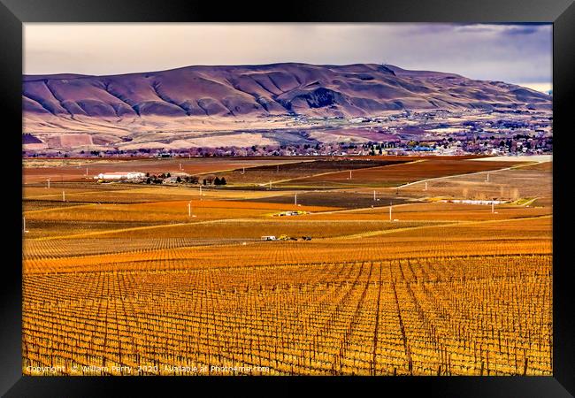 Winter Vineyards Red Mountain Benton City Washi Framed Print by William Perry
