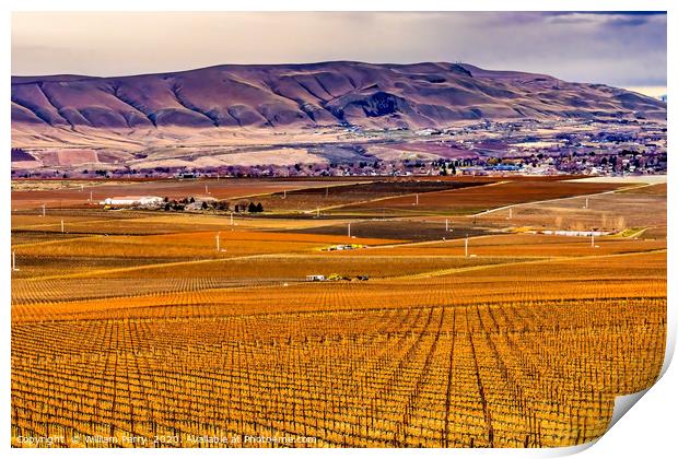 Winter Vineyards Red Mountain Benton City Washi Print by William Perry