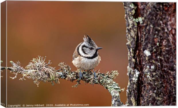 Crested Tit Canvas Print by Jenny Hibbert