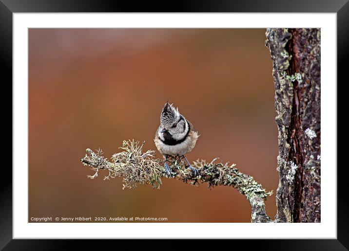 Crested Tit perched on lichen branch, Scotland Framed Mounted Print by Jenny Hibbert
