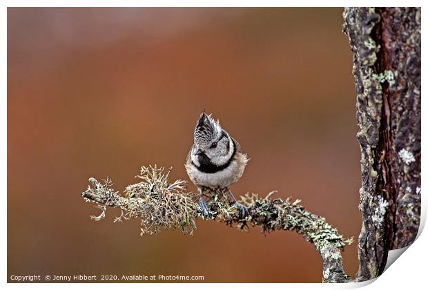 Crested Tit perched on lichen branch, Scotland Print by Jenny Hibbert