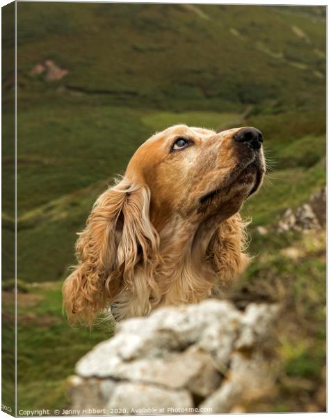 Cocker Spaniel looking attentively on the coast of Canvas Print by Jenny Hibbert