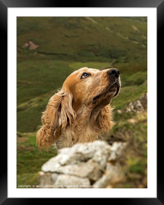 Cocker Spaniel looking attentively on the coast of Framed Mounted Print by Jenny Hibbert