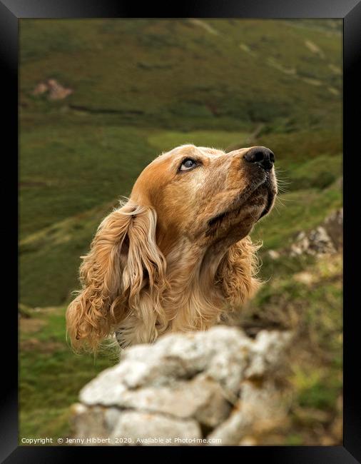 Cocker Spaniel looking attentively on the coast of Framed Print by Jenny Hibbert