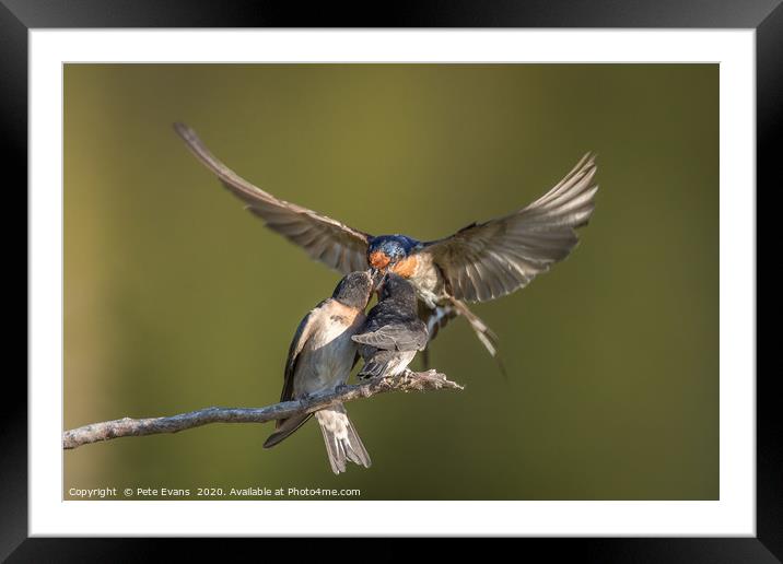In Flight refuelling Framed Mounted Print by Pete Evans