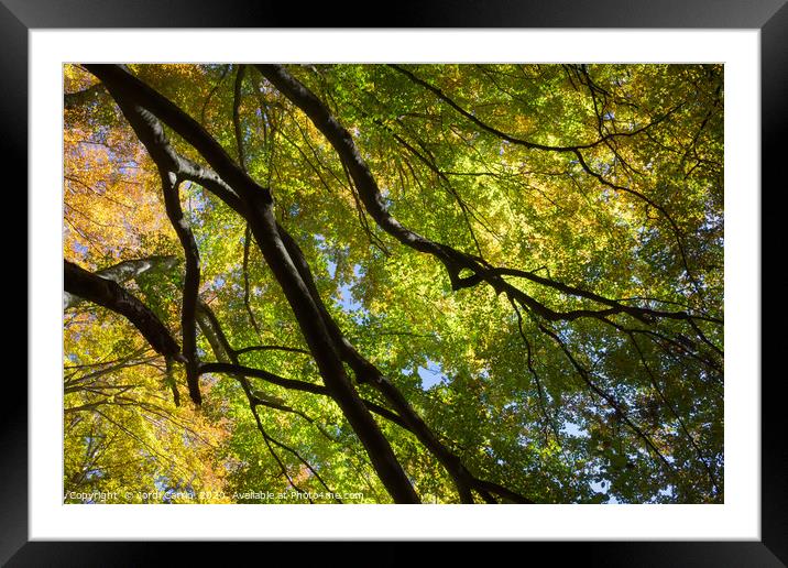 Beech forest of the Grevolosa in autumn Framed Mounted Print by Jordi Carrio