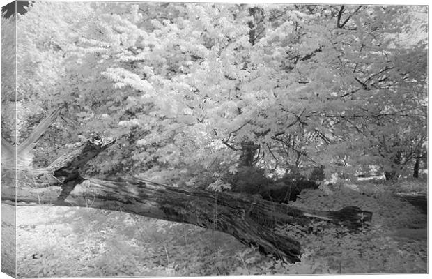 Fallen Tree - Infrared Canvas Print by Ann Garrett