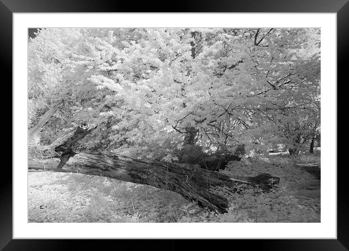 Fallen Tree - Infrared Framed Mounted Print by Ann Garrett