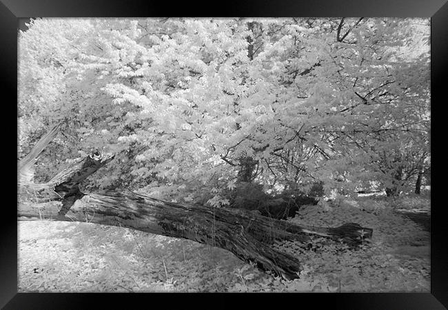 Fallen Tree - Infrared Framed Print by Ann Garrett