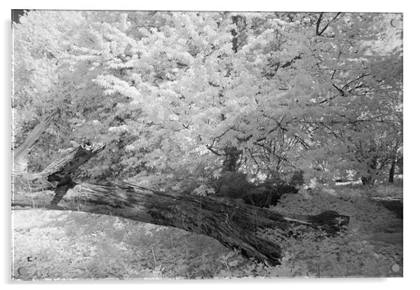 Fallen Tree - Infrared Acrylic by Ann Garrett