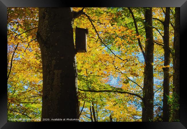 Beech forest of the Grevolosa in autumn  Framed Print by Jordi Carrio