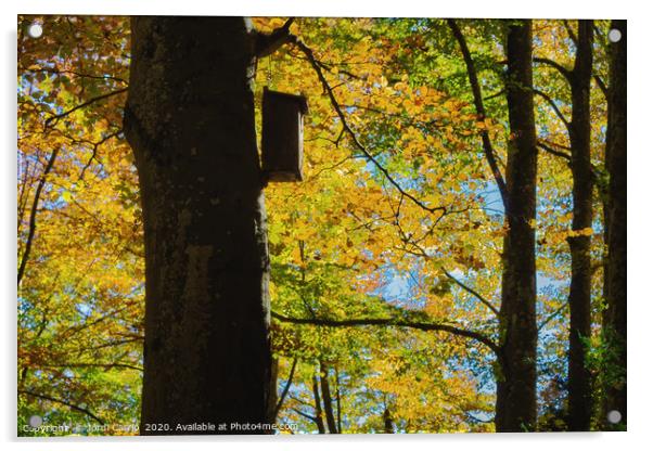 Beech forest of the Grevolosa in autumn  Acrylic by Jordi Carrio