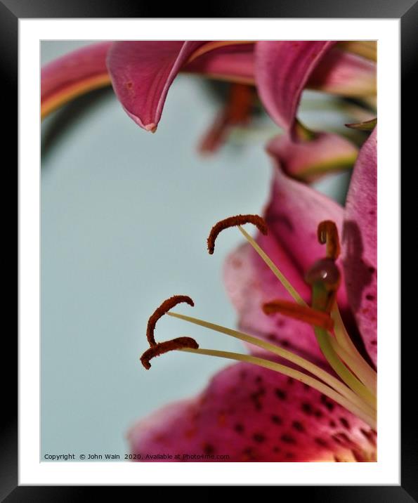 Oriental Lily (Digital Art) Framed Mounted Print by John Wain