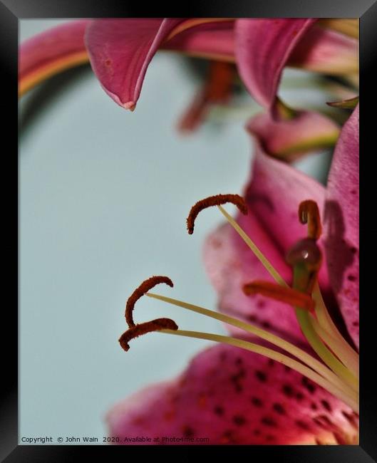 Oriental Lily (Digital Art) Framed Print by John Wain
