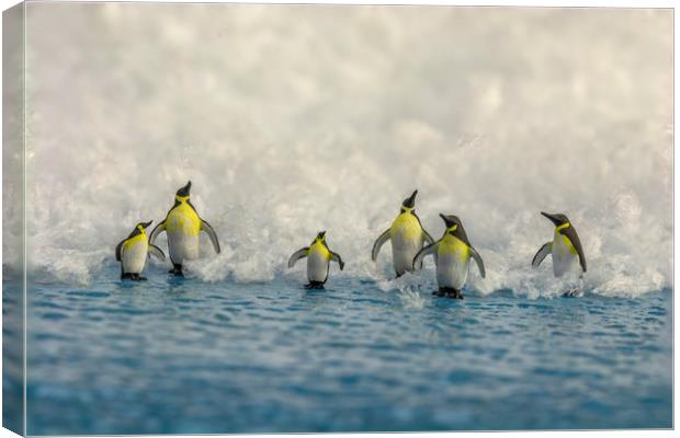 Penguin Day Out 2 Canvas Print by Steve Purnell