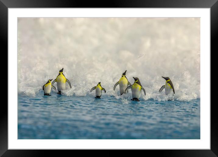 Penguin Day Out 2 Framed Mounted Print by Steve Purnell