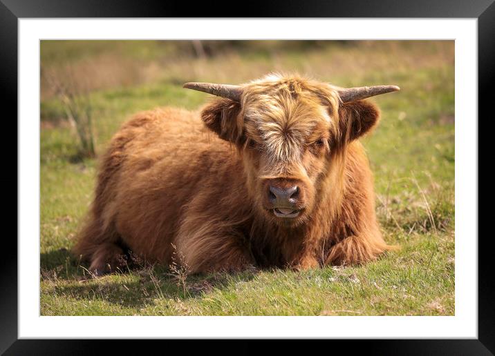 Young Highland Cow in the Black Mountains, Wales Framed Mounted Print by Simon Marlow