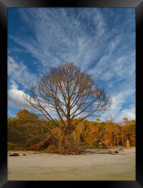 Lone Bare Tree on Edge of Beach Framed Print by Darryl Brooks