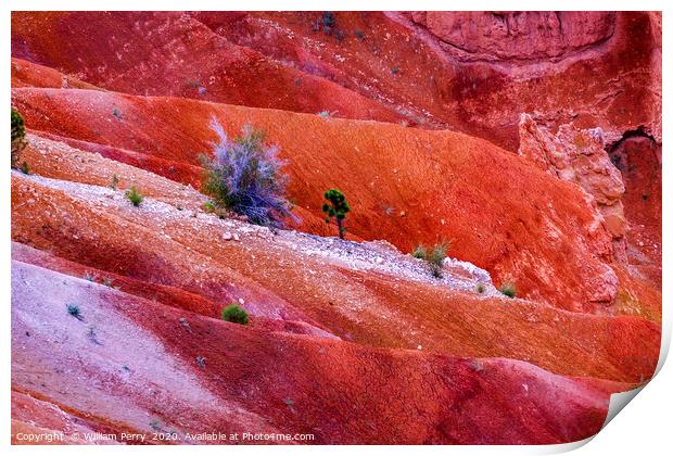 Trees Colorful Bryce Point Bryce Canyon National P Print by William Perry