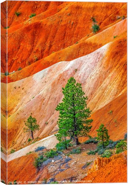 Tree Colorful Bryce Point Bryce Canyon National Pa Canvas Print by William Perry