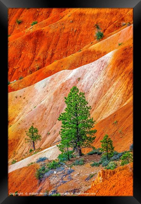 Tree Colorful Bryce Point Bryce Canyon National Pa Framed Print by William Perry