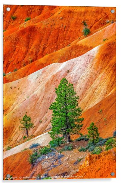 Tree Colorful Bryce Point Bryce Canyon National Pa Acrylic by William Perry