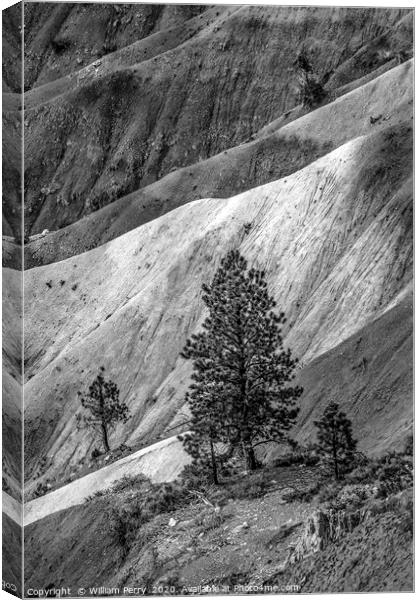 Black and White Tree Bryce Point Bryce Canyon Nati Canvas Print by William Perry