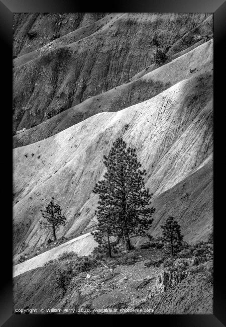 Black and White Tree Bryce Point Bryce Canyon Nati Framed Print by William Perry