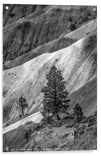 Black and White Tree Bryce Point Bryce Canyon Nati Acrylic by William Perry