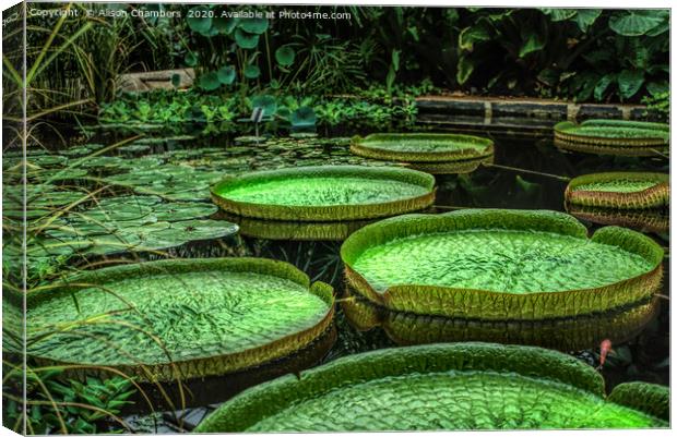 Giant Lily Pads Canvas Print by Alison Chambers