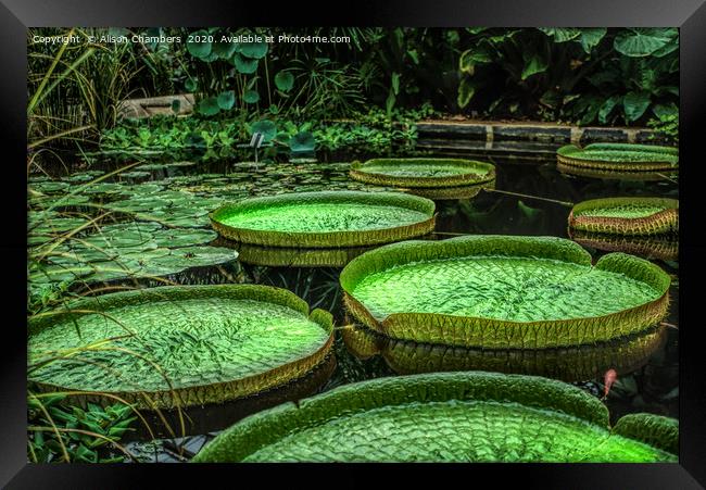 Giant Lily Pads Framed Print by Alison Chambers