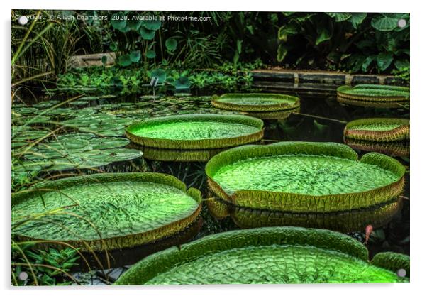 Giant Lily Pads Acrylic by Alison Chambers