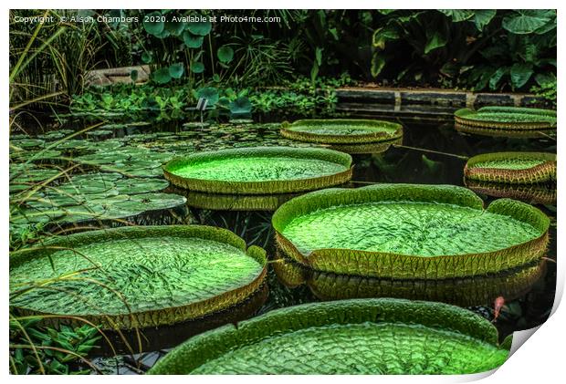 Giant Lily Pads Print by Alison Chambers