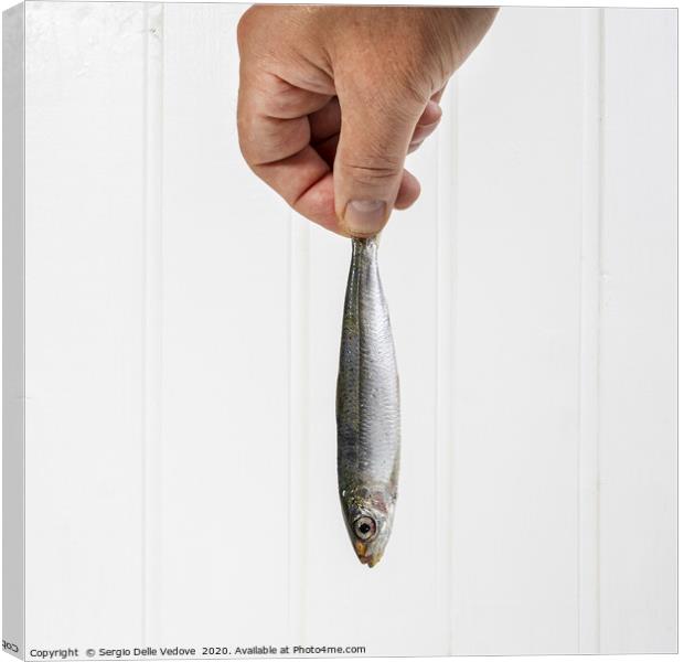 a hand held a sardine Canvas Print by Sergio Delle Vedove