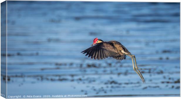 The Amazing Jacana Canvas Print by Pete Evans