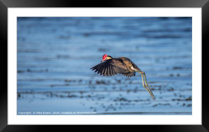 The Amazing Jacana Framed Mounted Print by Pete Evans
