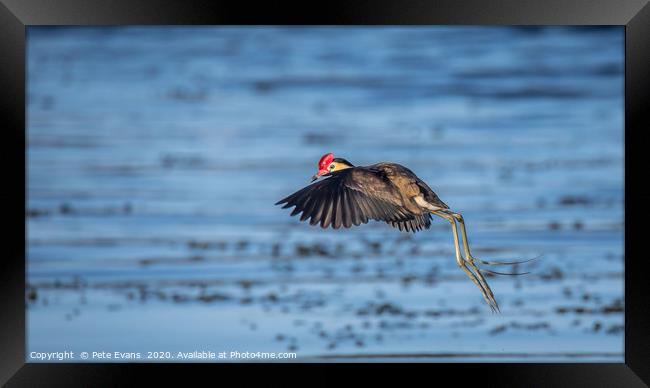 The Amazing Jacana Framed Print by Pete Evans