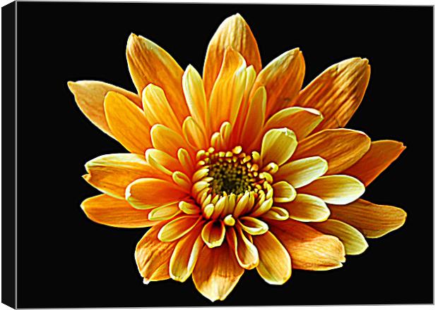 Chrysanthemum Canvas Print by Doug McRae