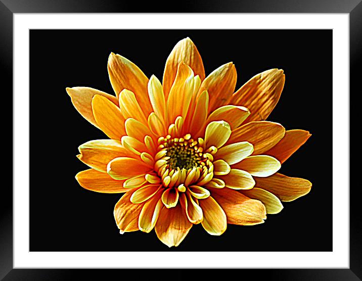 Chrysanthemum Framed Mounted Print by Doug McRae