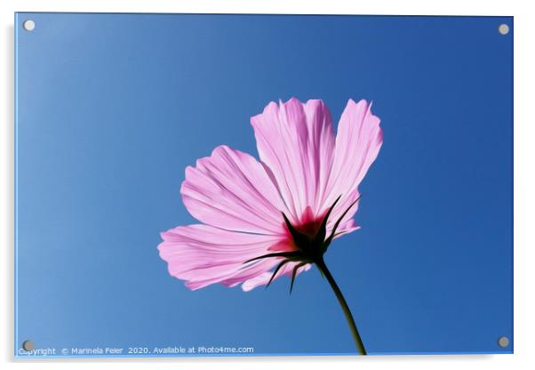 Pink petals Acrylic by Marinela Feier