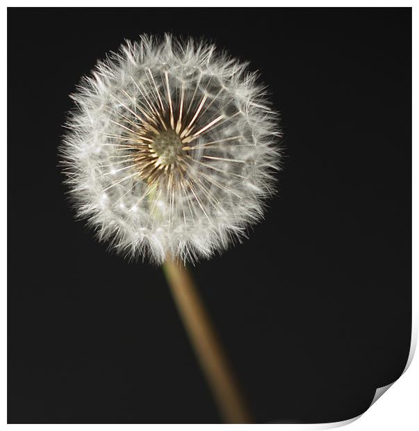 Taraxacum Print by Sam Smith