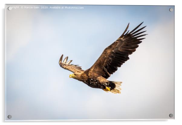 White tailed sea eagle Acrylic by Marcia Reay